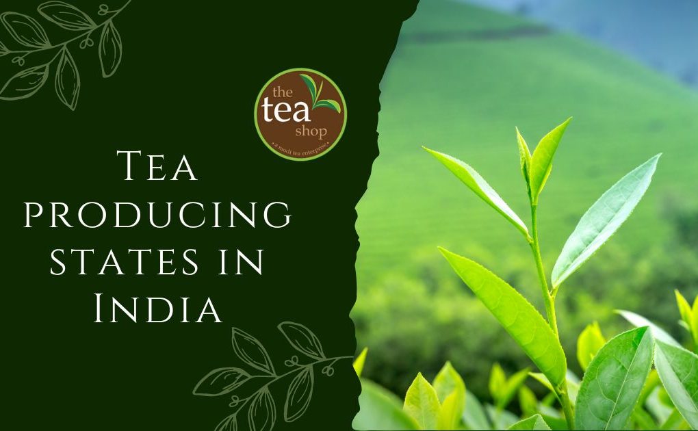 Tea Producing States In India