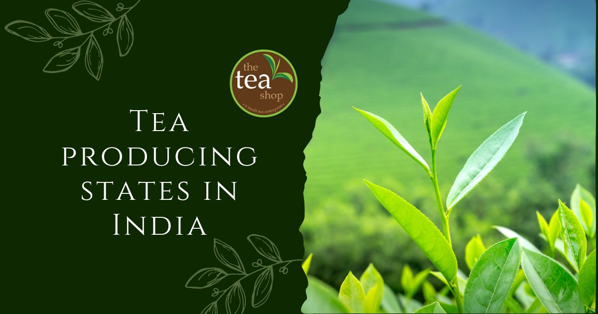Tea Producing States In India