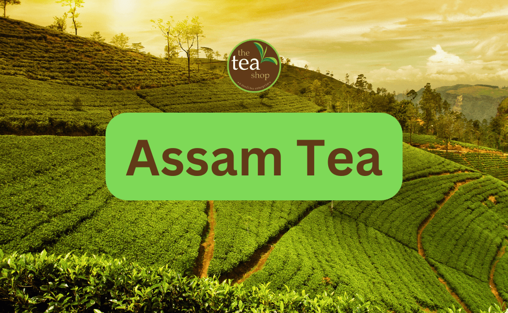 Who Discovered Tea in Assam