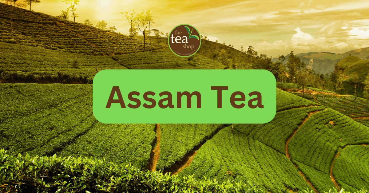 Who Discovered Tea in Assam